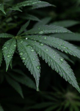 Adieu le cannabis ! Une séance d’auriculothérapie suffit pour vous libérer de votre dépendance à Perpignan.