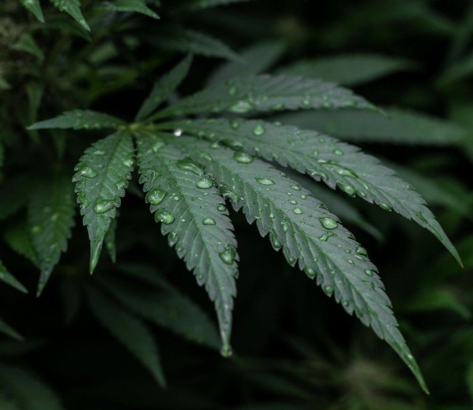 Arrêter le Cannabis